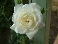 Rose White